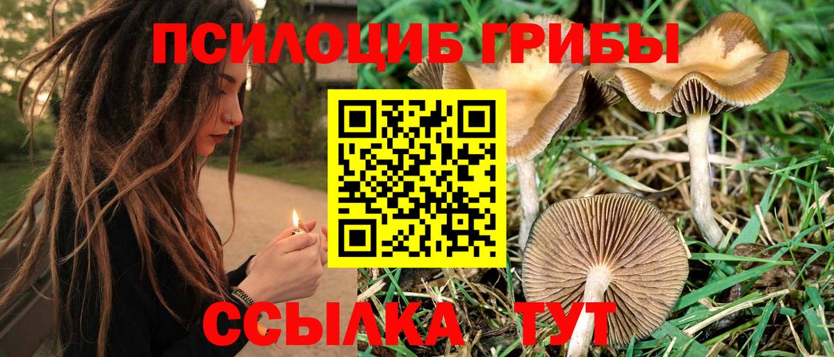 Костомукша  купить  цена  Вход с VPN  Галлюциногенные грибы Psilocybine cubensis 